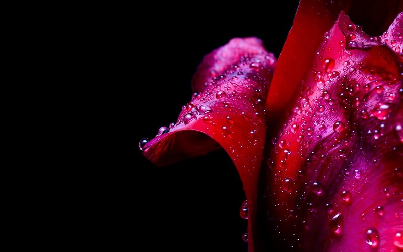 Red Rose Petal — Dramatic, Photograph, Water Droplets, Black Background