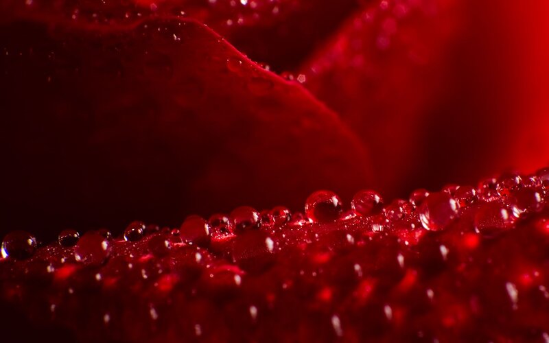 Red Rose Petal — Dramatic, Photograph, Water Droplets