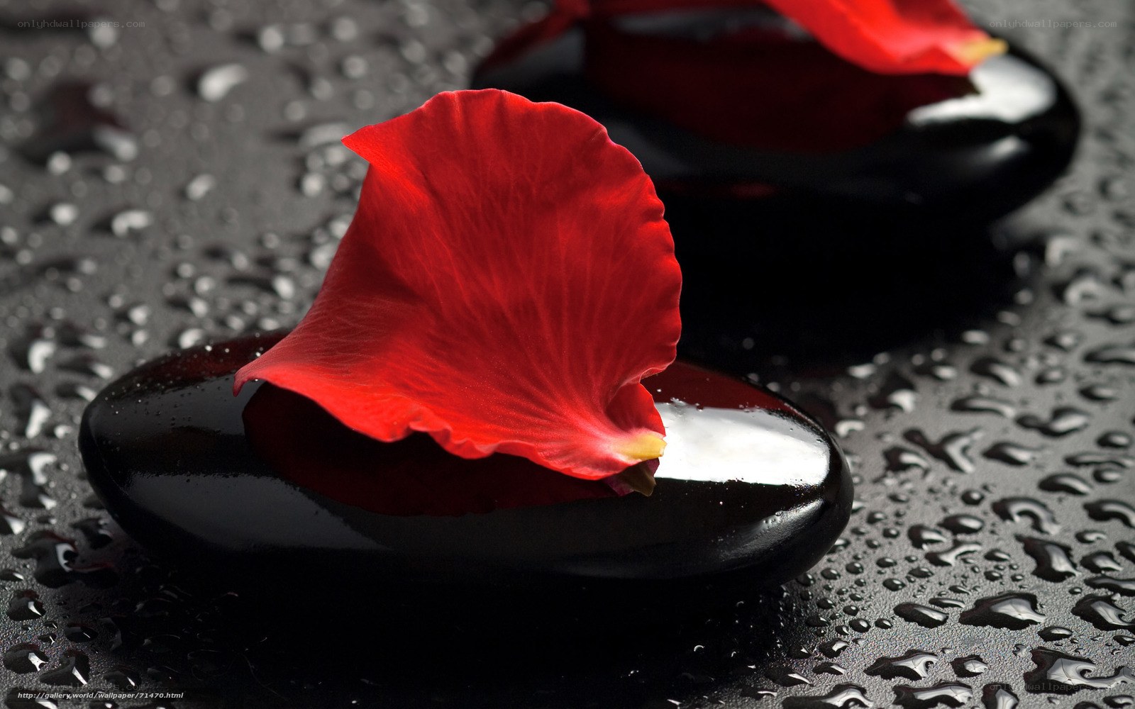 red rose petal on black stone