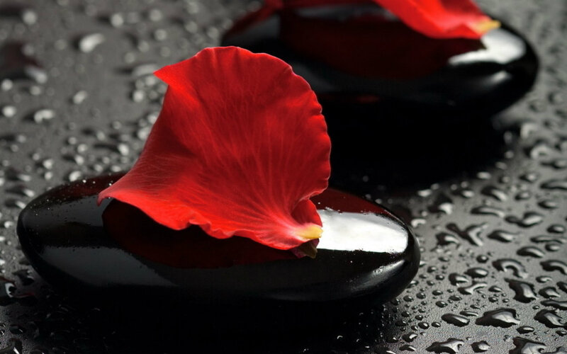 Red Rose Petal on Stone — Serene