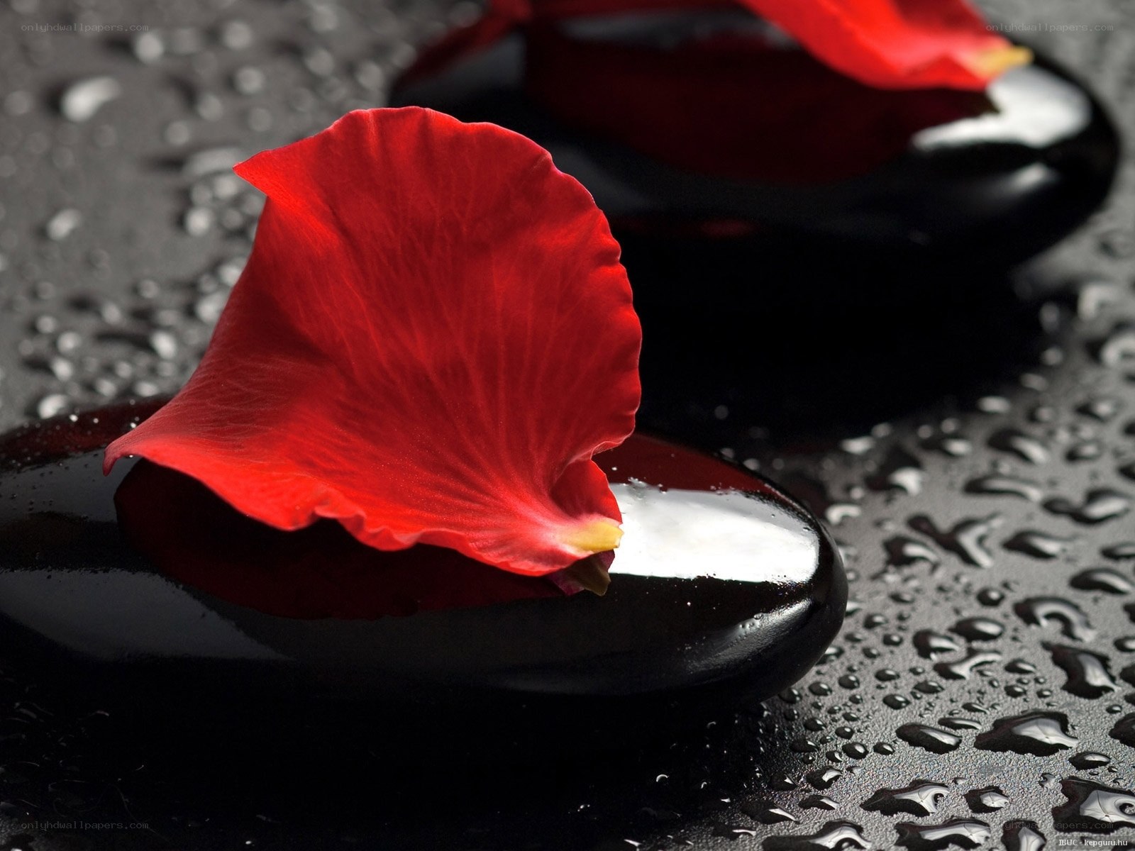 Red rose petal on wet stone