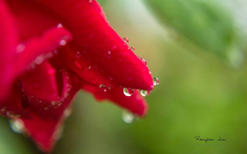 Red Rose Petal — Serene, Photograph