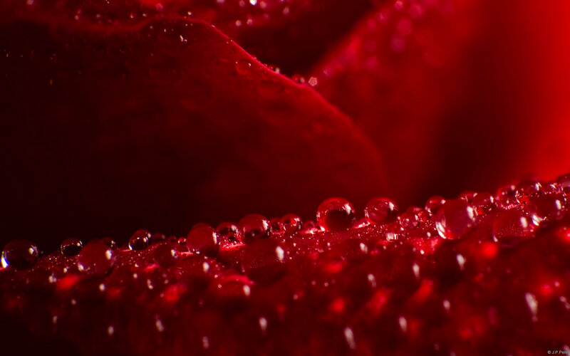 Red Rose Petal