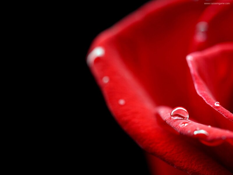 Red Rose Petal — Water Droplet
