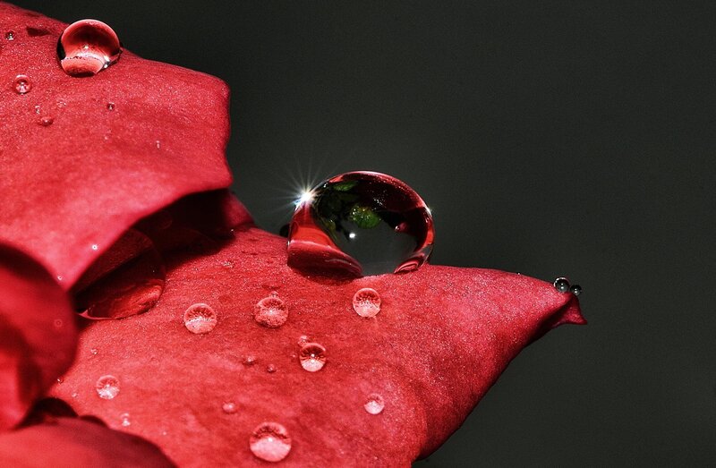 Red Rose Petal with Water Droplets — Dramatic, Photograph