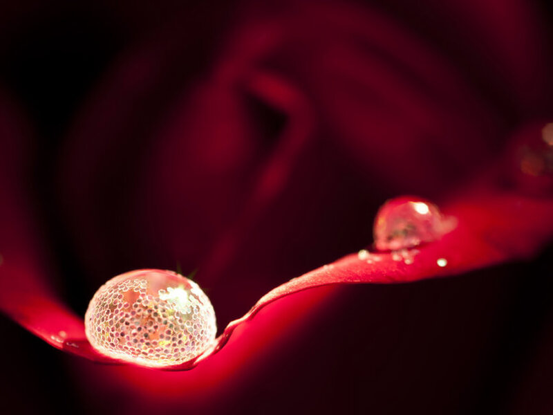 Red Rose Petal with Water Droplets — Dramatic