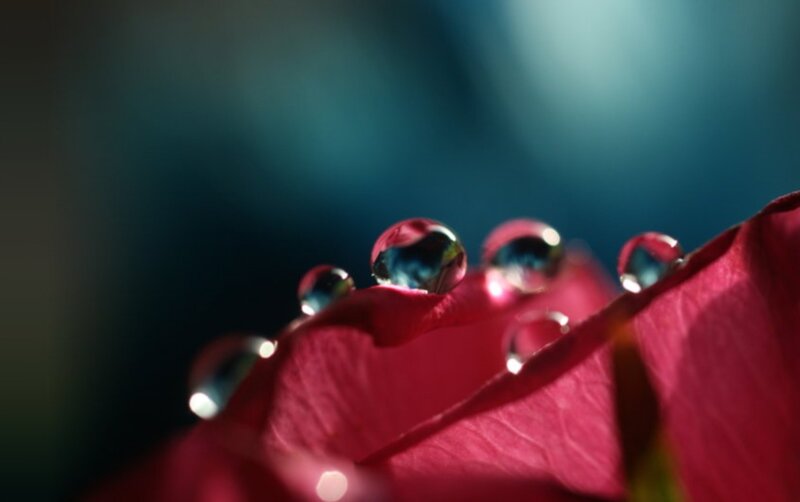 Red Rose Petal with Water Droplets — Serene