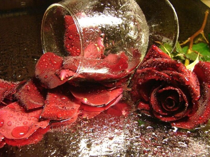 Red Rose Petals and Glass