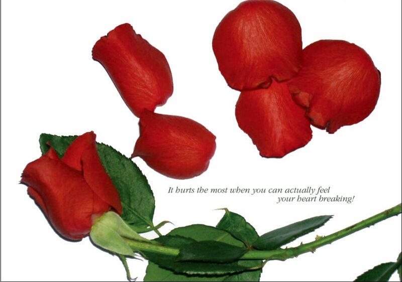 red rose petals and quote