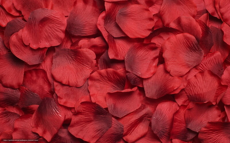 red rose petals background