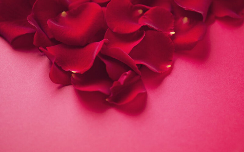 Red Rose Petals — Calm, Photograph, Surface