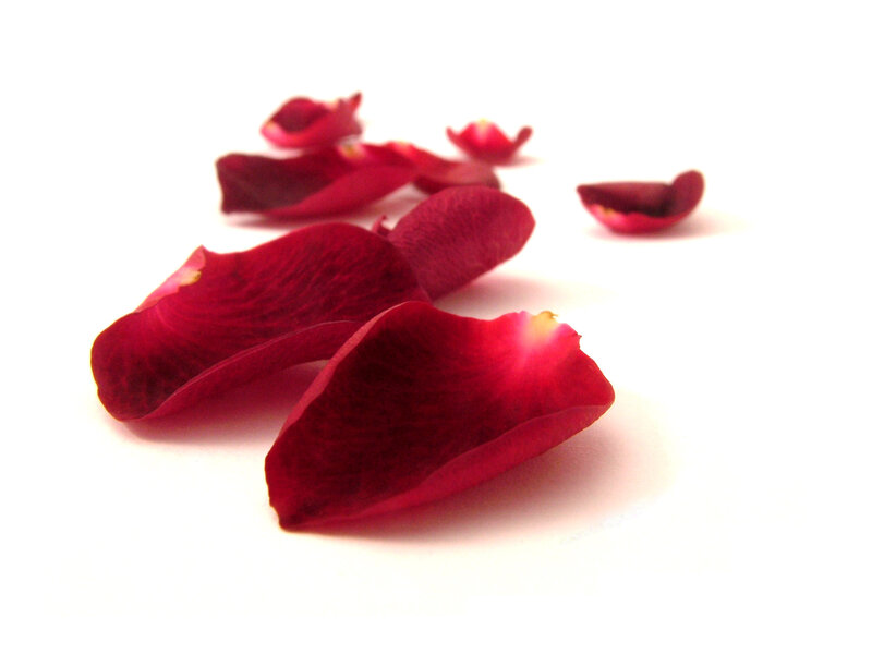 Red Rose Petals — Calm, Photograph, White Background
