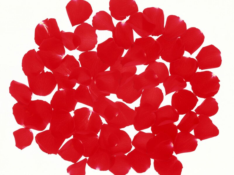 Red Rose Petals — Calm, Photograph, White