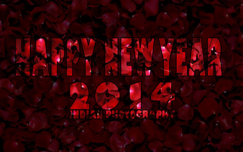 Red Rose Petals — Celebratory