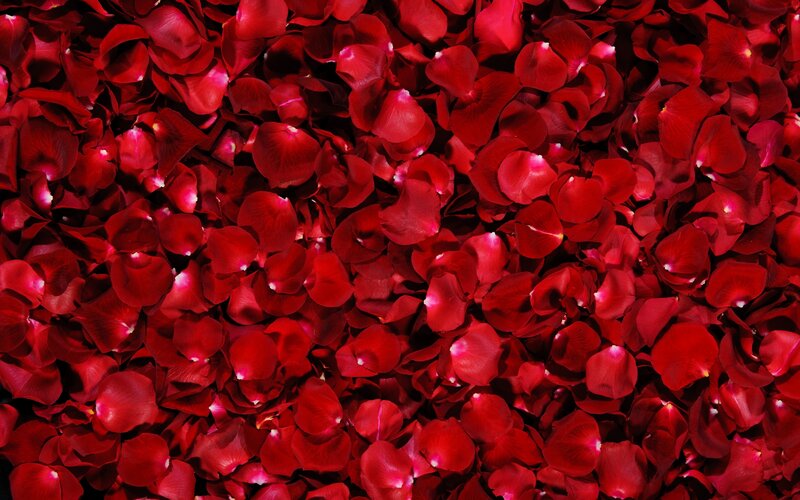 Red Rose Petals — Dense