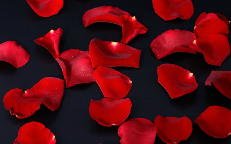 Red Rose Petals — Dramatic, Photograph