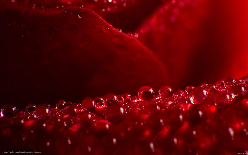 Red Rose Petals — Dramatic, Photograph, Water Droplets