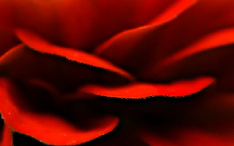 Red Rose Petals — Dramatic