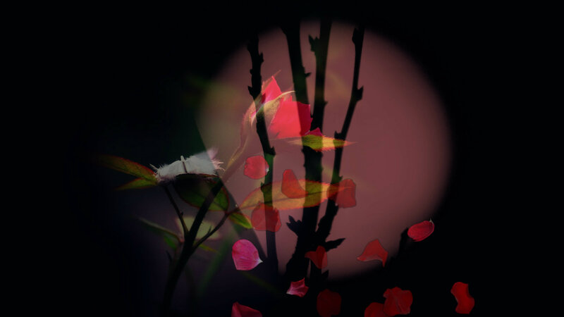 Red Rose Petals Falling — Black