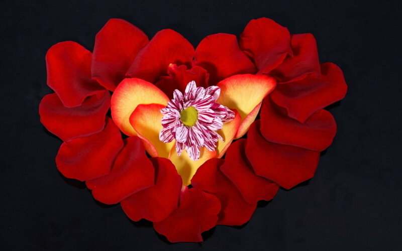 Red Rose Petals Heart — Dramatic