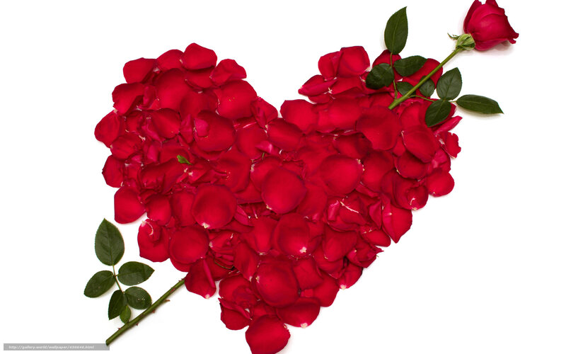 Red Rose Petals Heart — Romantic, Photograph, Rosebud, Stem