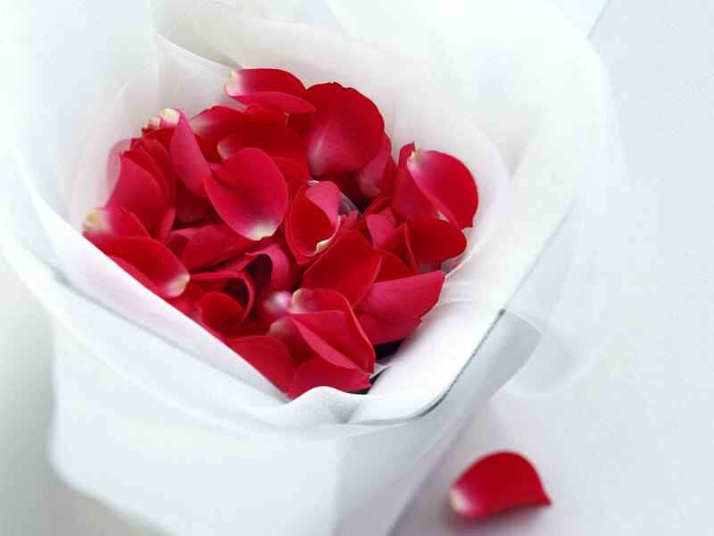 Red Rose Petals in a Bowl — Serene