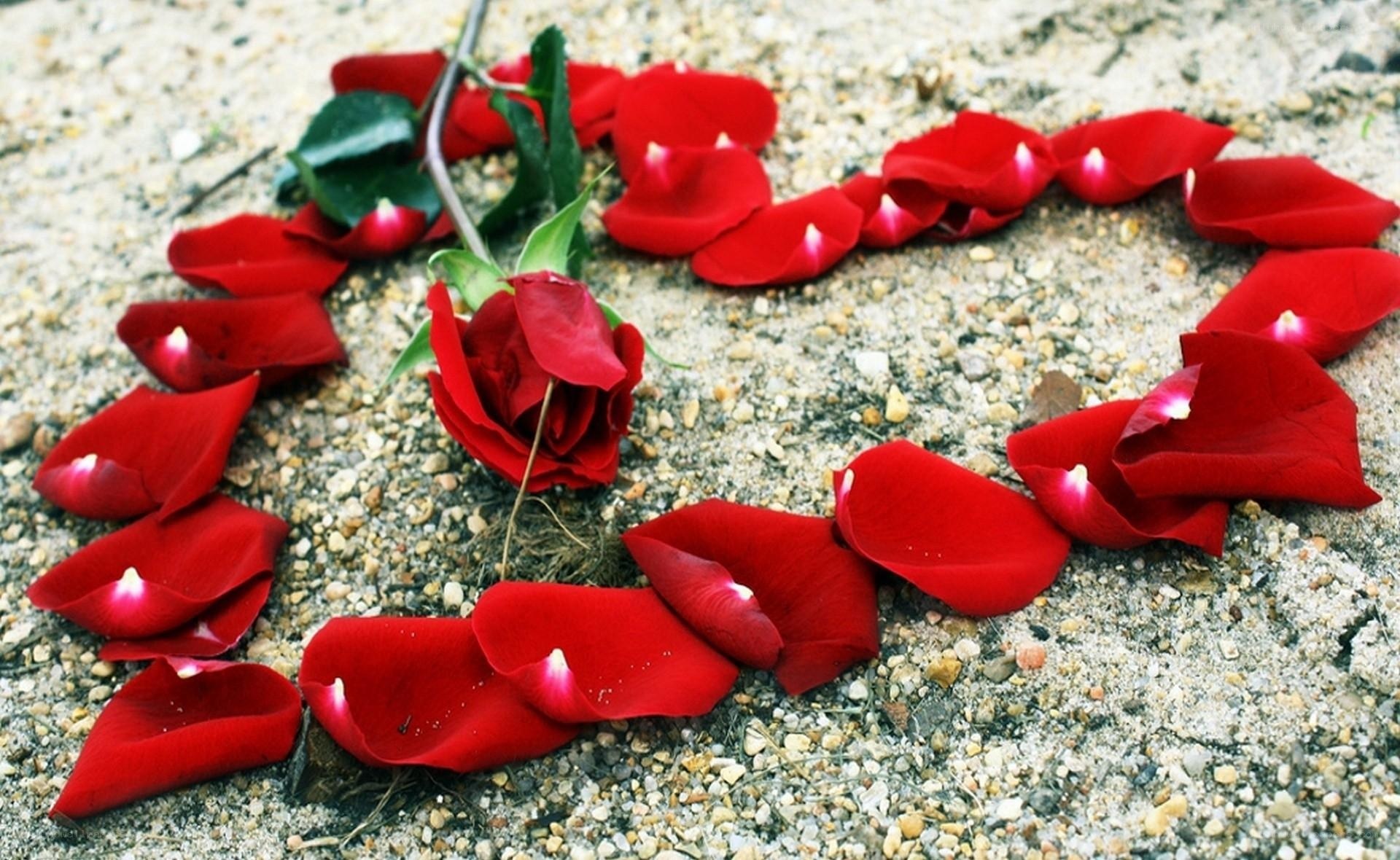 Red rose petals in heart shape