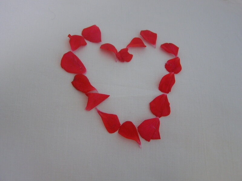 Red Rose Petals in Heart