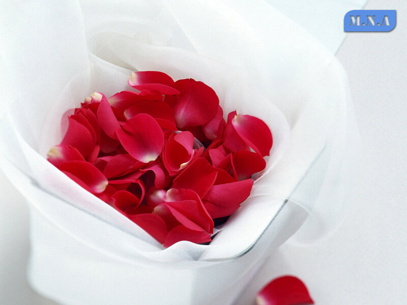 red rose petals in white fabric