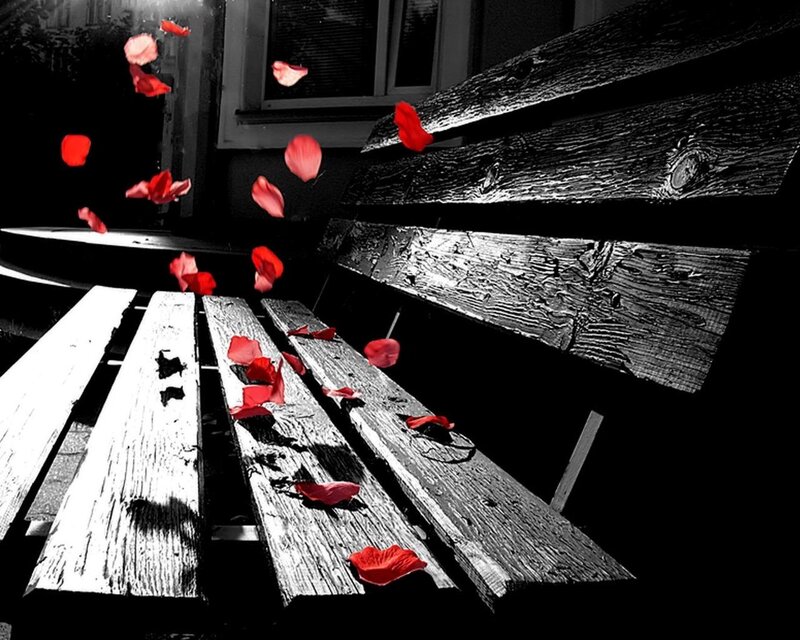 Red Rose Petals on Bench — Black, Dramatic