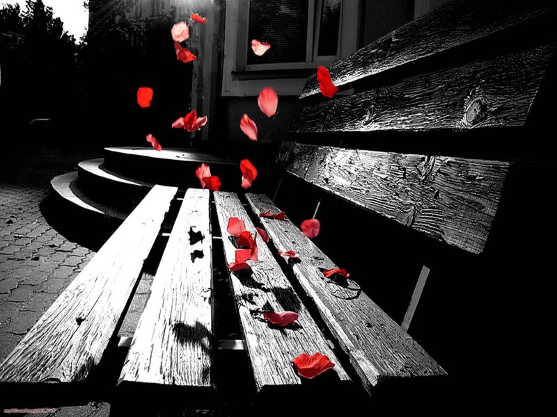 Red Rose Petals on Bench — Black