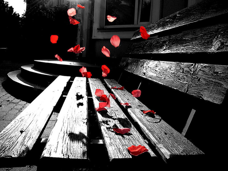 Red Rose Petals on Bench