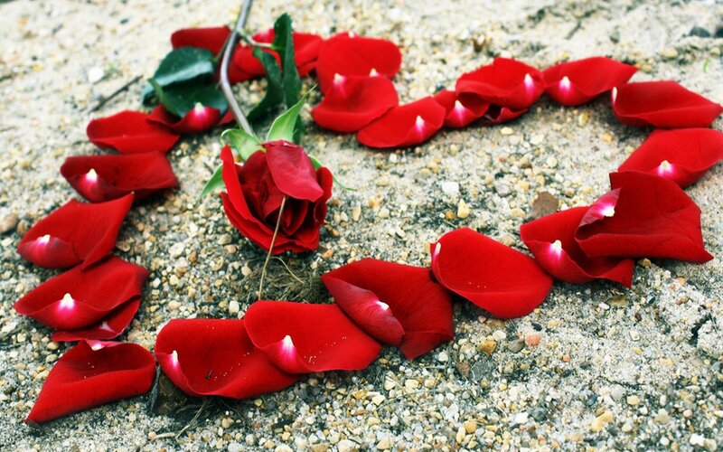 Red Rose Petals on Ground — Romantic, Photograph, Brown