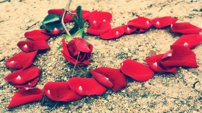 Red Rose Petals on Ground — Romantic
