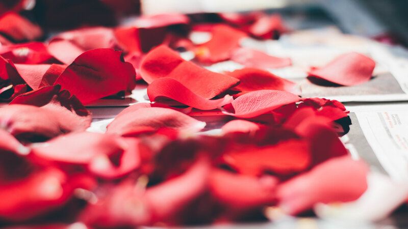 Red rose petals on paper