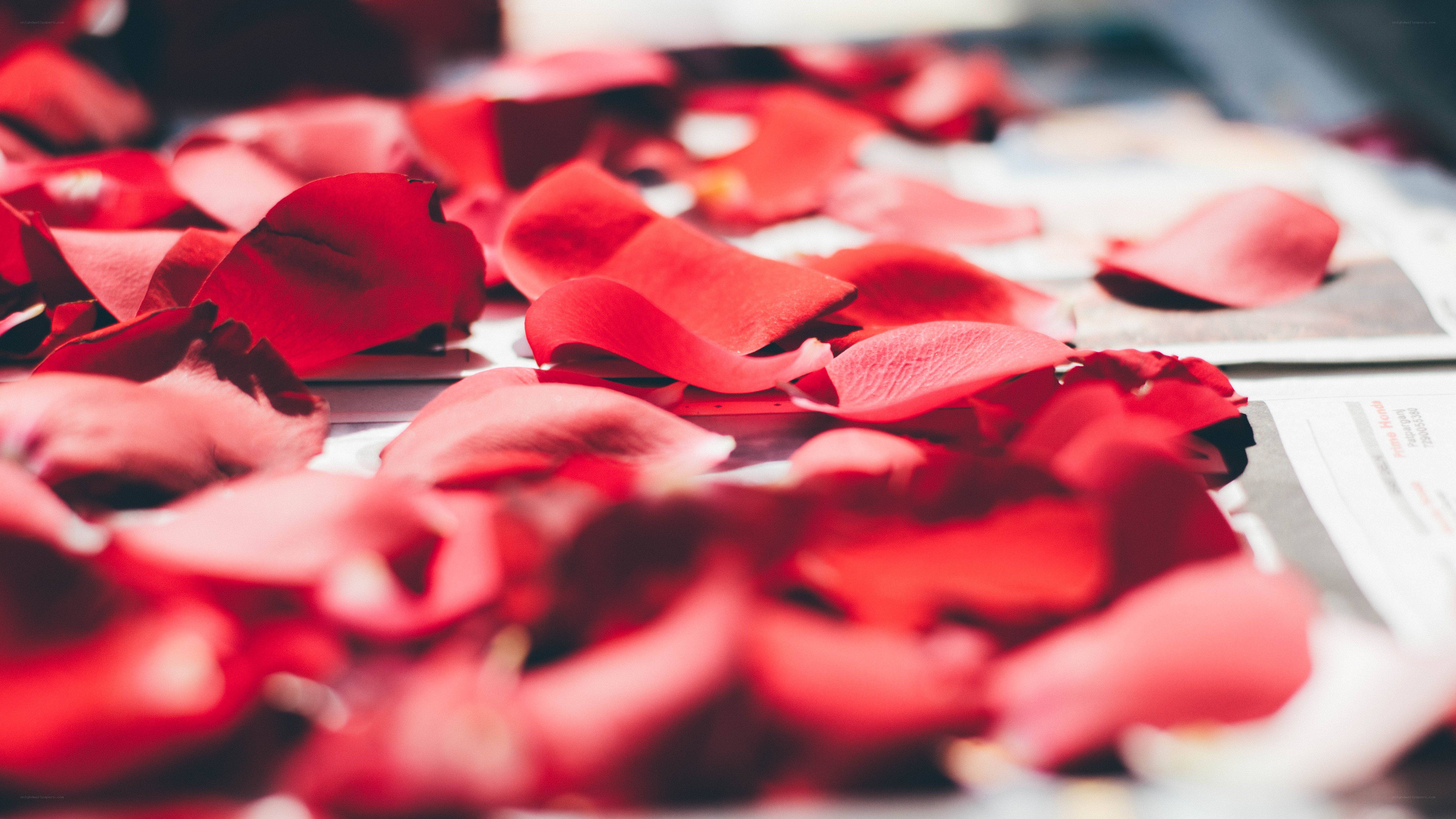 Red rose petals on paper