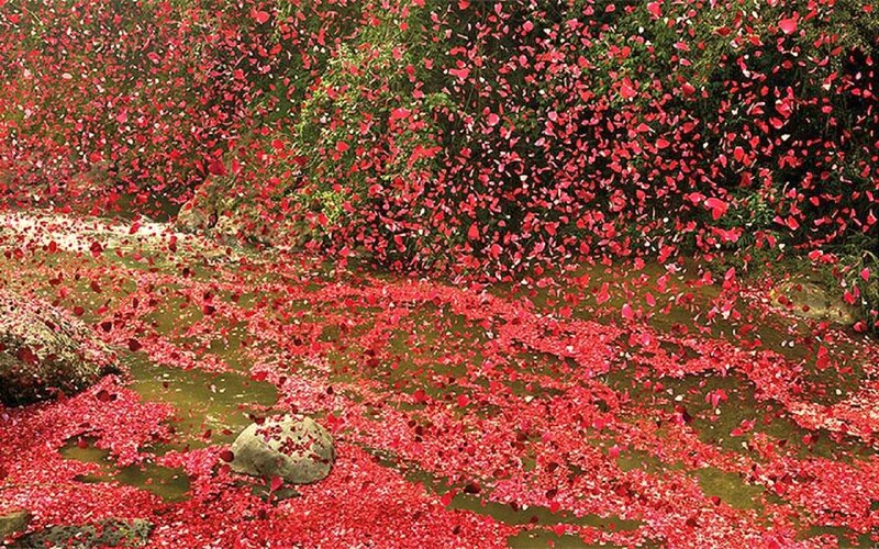 Red Rose Petals on Water