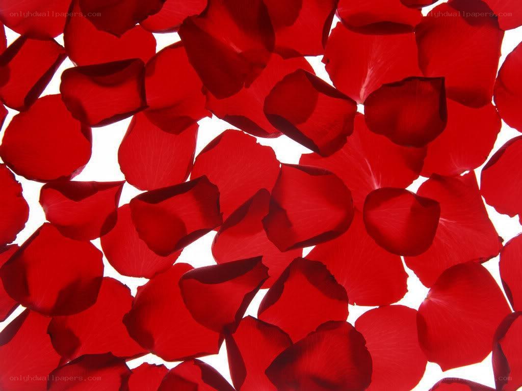 Red rose petals on white