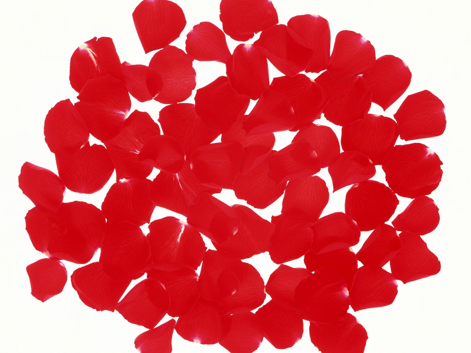 red rose petals on white