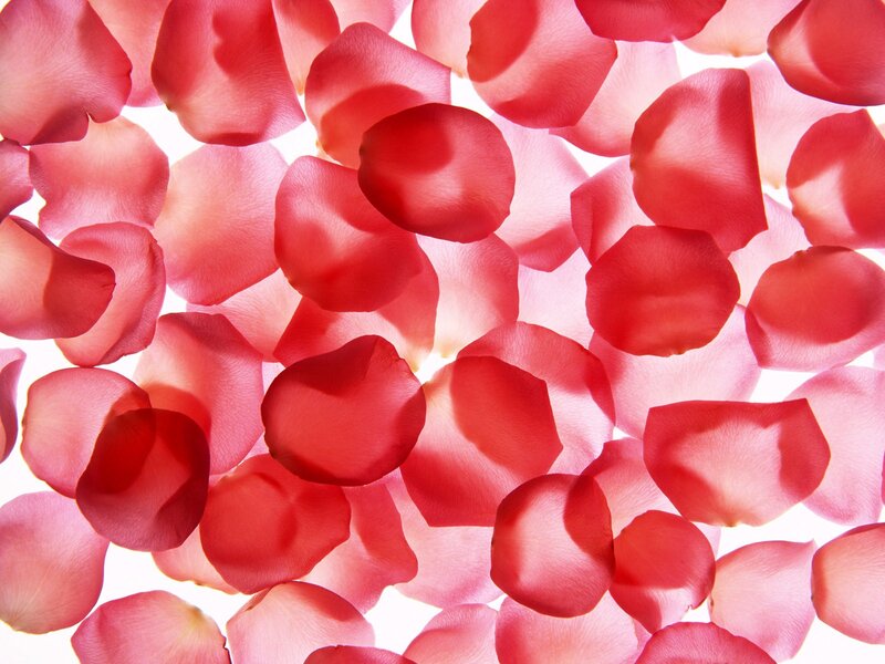 red rose petals on white