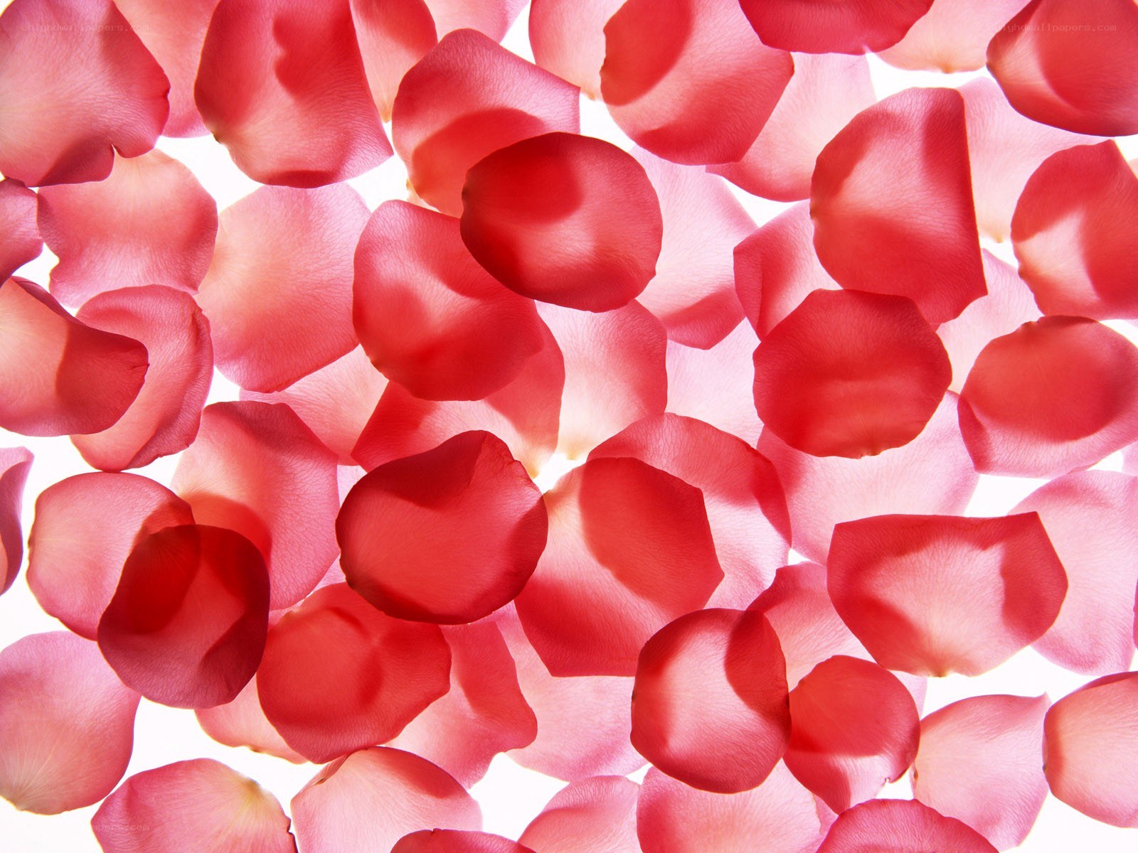 red rose petals on white