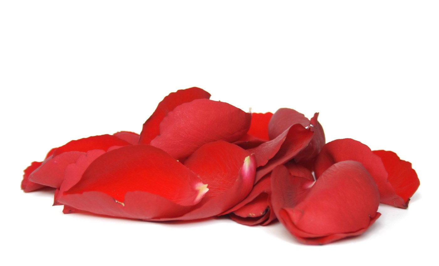 red rose petals on white