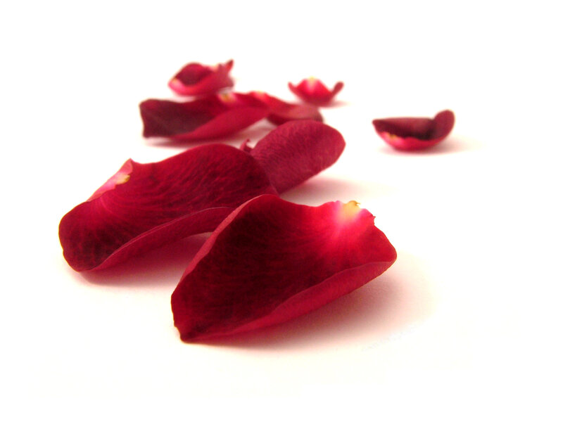 red rose petals on white