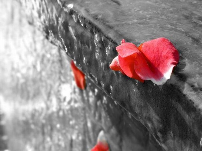Red Rose Petals — Serene, Photograph, Stone