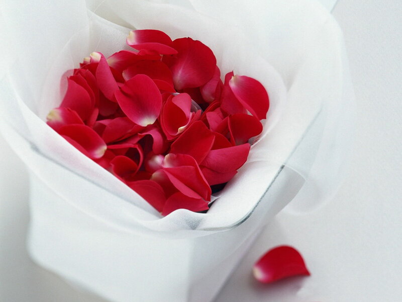 Red Rose Petals — Serene, Photograph