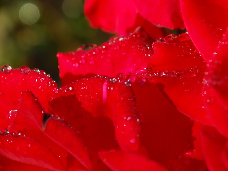 Red Rose Petals — Serene