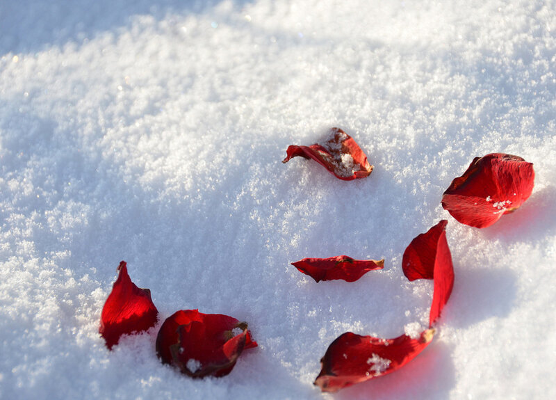 Red Rose Petals — Serene, Winter