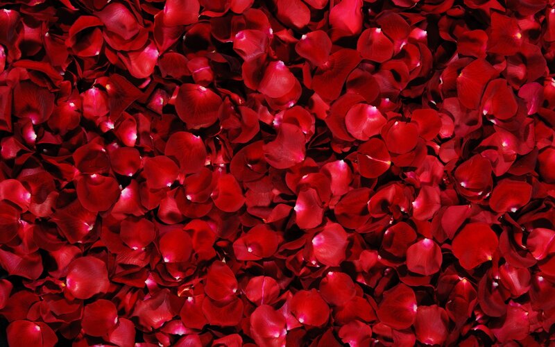 red rose petals