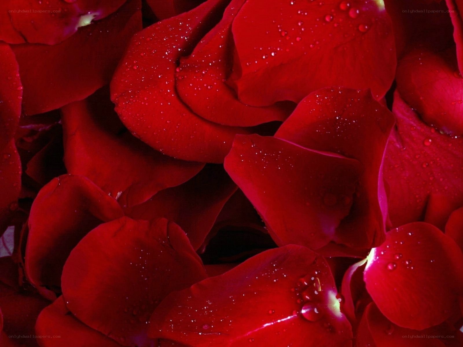 Red rose petals with water droplets