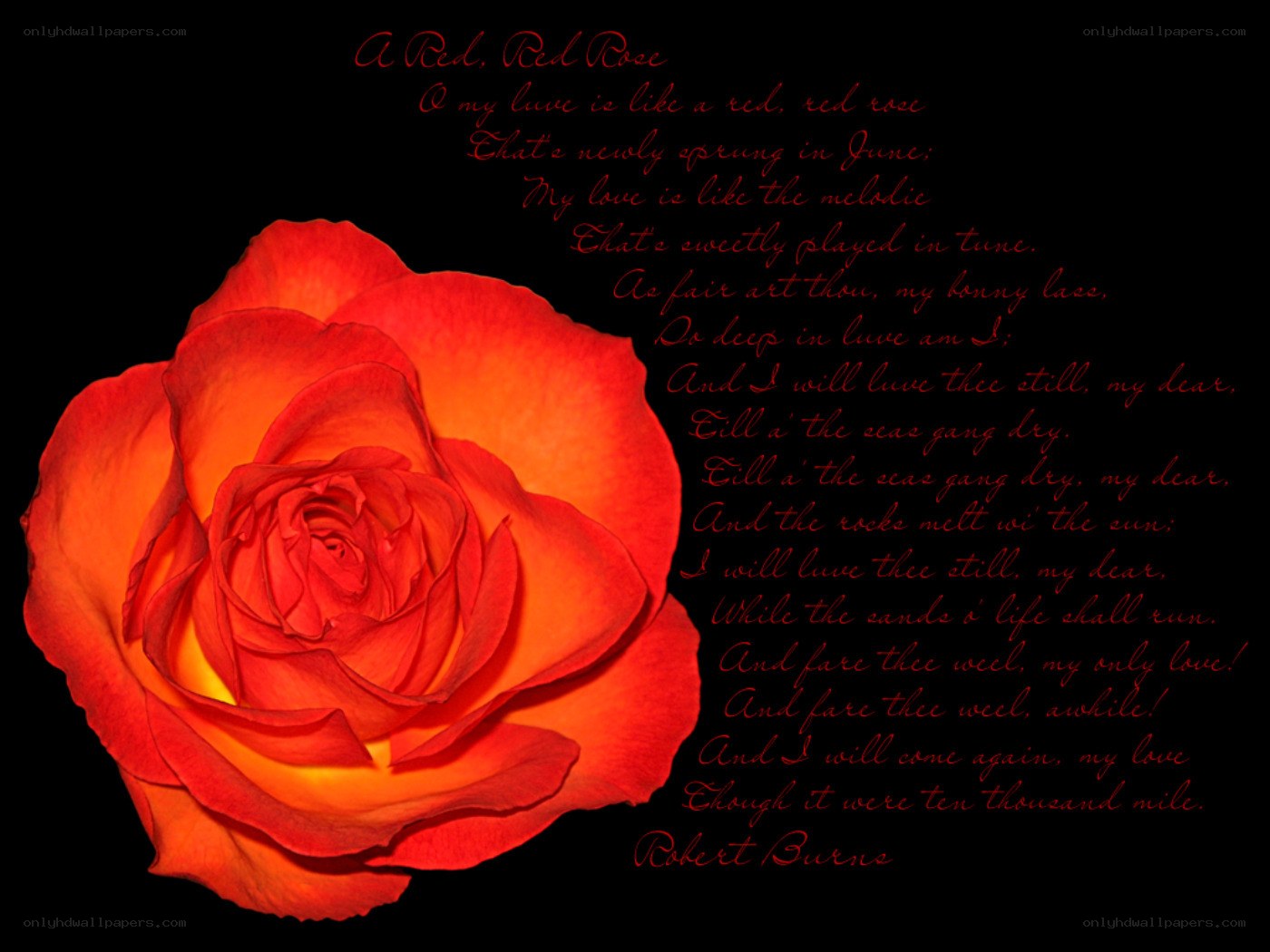 Red Rose Poem Art